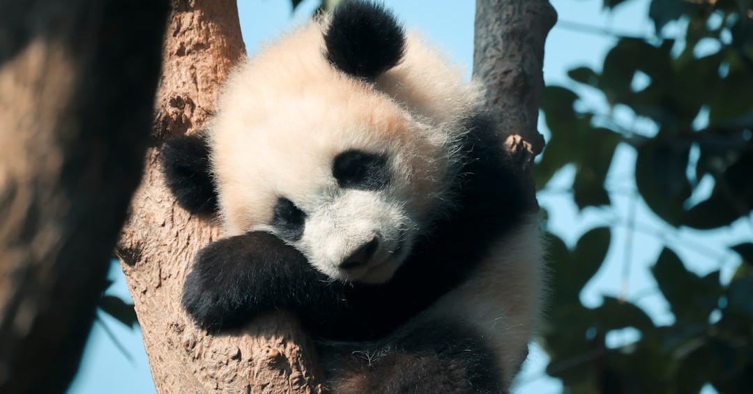 a panda bear in a tree a panda bear in a tree