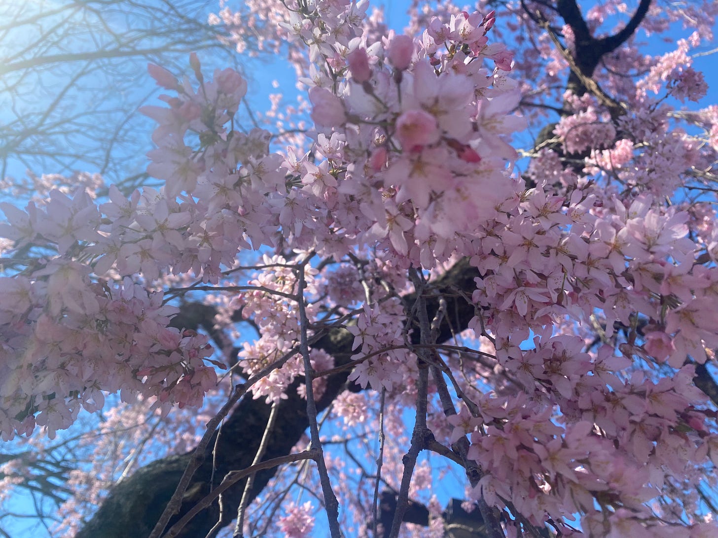 a close up view of pink cherry tree blossoms a close up view of pink cherry tree blossoms