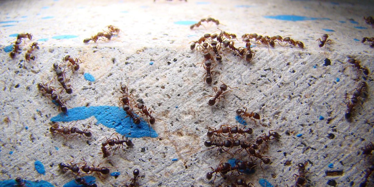 No one writes poems for the ants