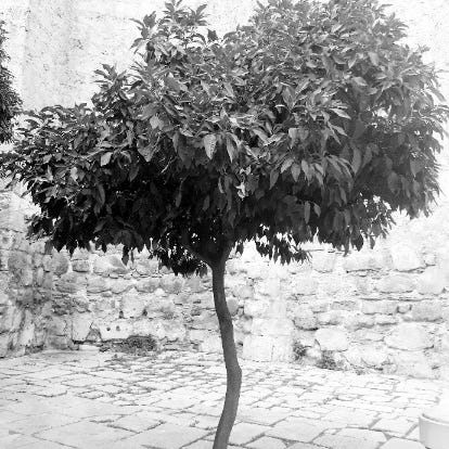 Zeno's Riddles And Rants