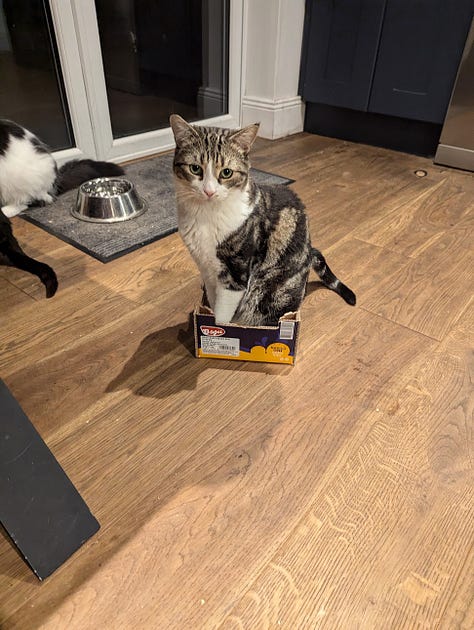 A gallery of cats of varying stripes and colors. The caption explains each cat's name, but the descriptions would be insanely long.