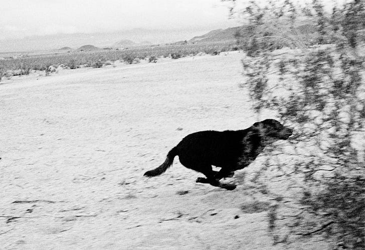 Dogs Chasing My Car in the Desert