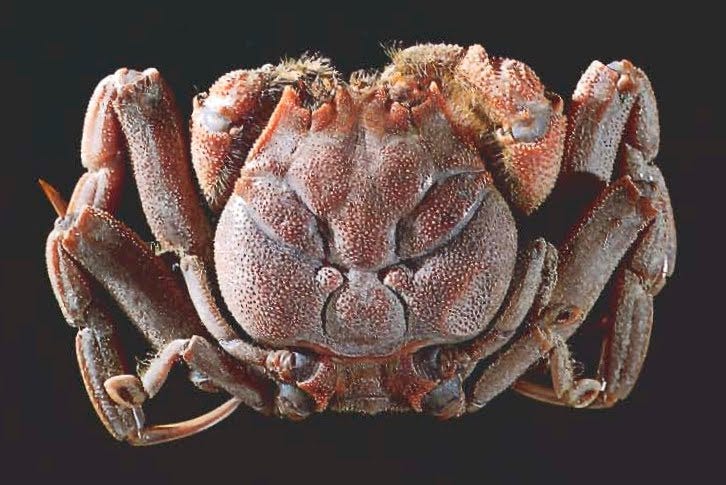 The Heike Crab; a product of artificial selection. Local fisherman threw  the crabs back into the ocean whenever they resembled a face based on local  belief that they were the embodiment of