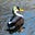 Burung's avatar