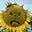 Wil's avatar