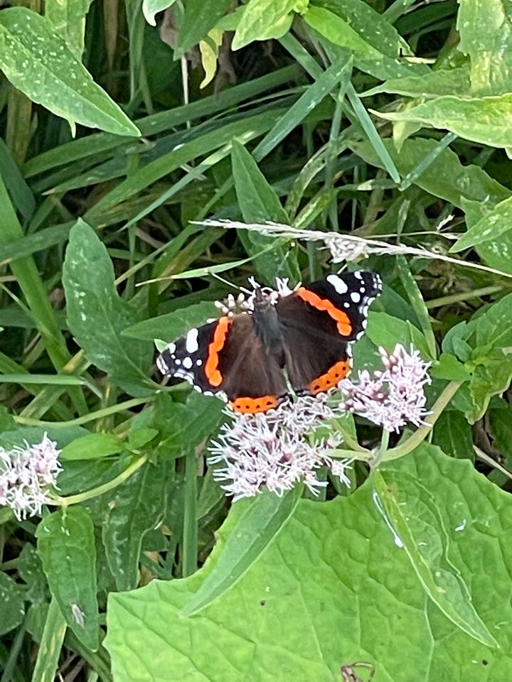 Common Blue butterfly, Pink Cats-tail, Marsh Orchid, Strawberry Clover, Water Mint, Yellow Rattle, Grass of Parnassus, and Red Admiral on Hemp-agrimony.