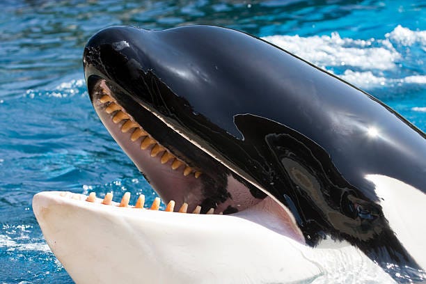 280+ Killer Whale Teeth Stock Photos, Pictures & Royalty-Free Images -  iStock | Baleen whale