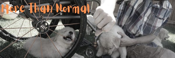 A man sits on the grass among frolicking golden retriever puppies, holding one and trying to get the attention of one that is chewing on the orange spoke of the man's wheelchair. "More Than Normal" is printed in orange letters in the upper lefthand corner of the photo.