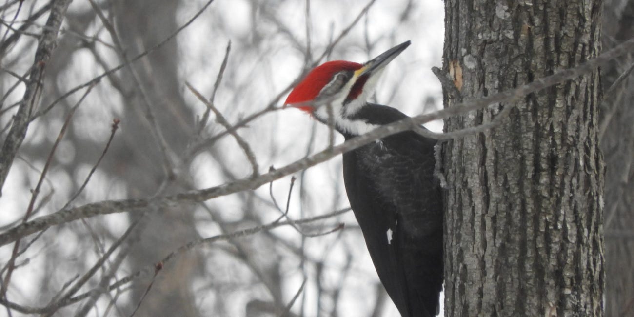 From Feeders to Forests: February Updates from the Natural World