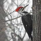 From Feeders to Forests: February Updates from the Natural World