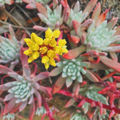An assortment of flowers.