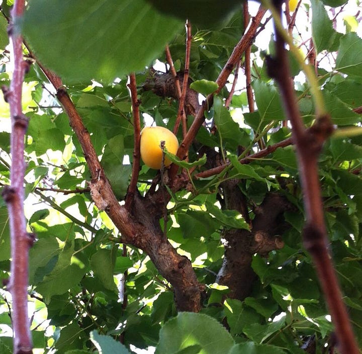 Lemon and apricot trees at my old house