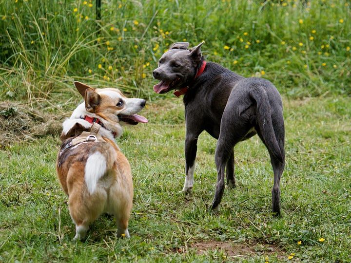 Left: Wally, a corgi, and Nikki, a mix of pitbull and maybe whippet and whatever else, are tired out from running through the tall buttercups visible behind them. Right: Wally and Nikki looking back over their shoulders at the camera, again tired and tongues still hanging out, but this time in the mown grass, standing near a recently raked heap.