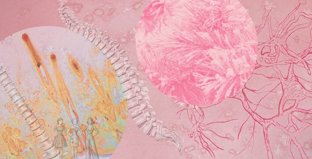 Illustration of the spinal cord, where varicella zoster virus establishes latency after childhood chickenpox.
