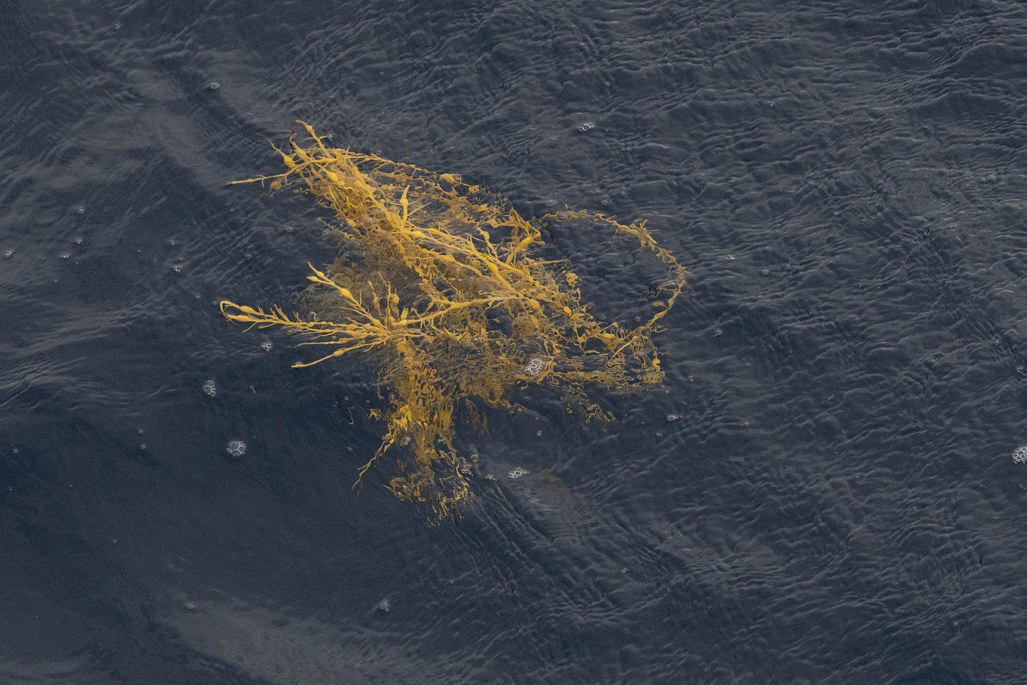 a clump of gold-colored seaweed with floaty bubble things floating in the water. a clump of gold-colored seaweed with floaty bubble things floating in the water.