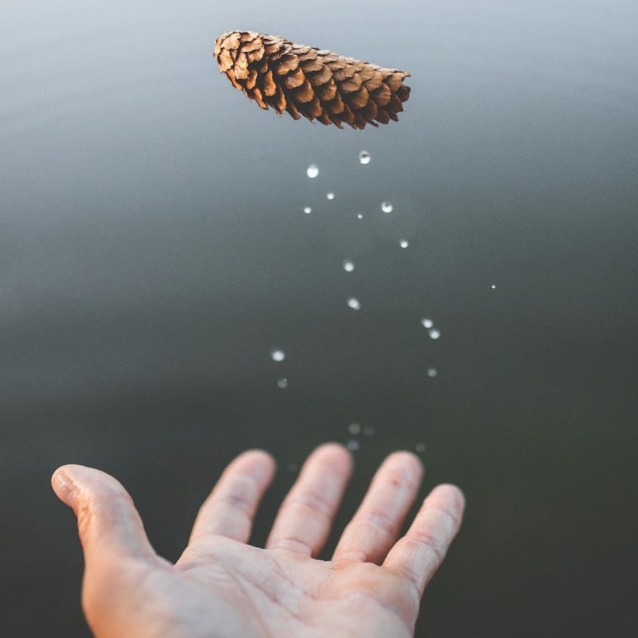 man throwing brown pine cone