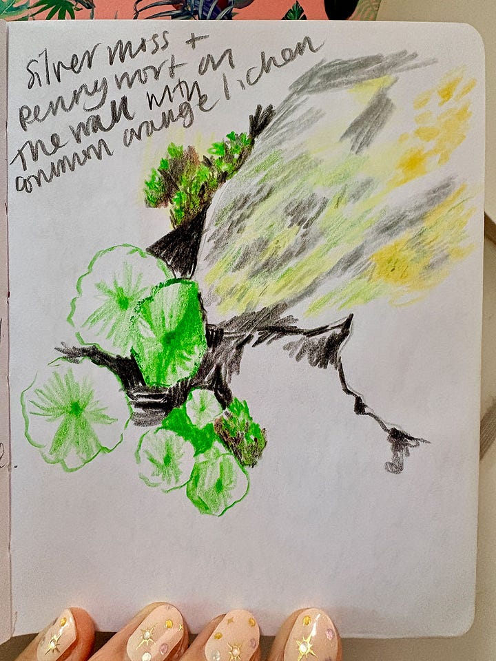 Pencil drawings of flowers, catkins and a pheasant