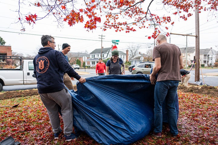 Volunteers planted tulip bulbs around town last fall. Photos by Wes Wiberg.