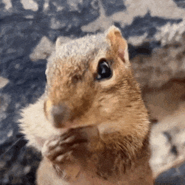 a close up of a squirrel eating a nut .