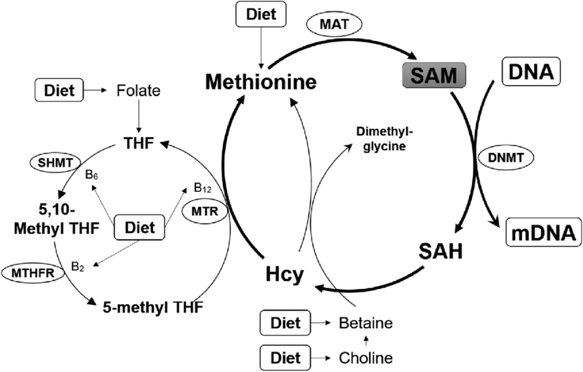 The Methylation Diet - Vital Kids Medicine