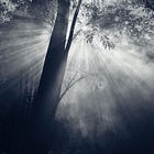 Song of the Murkwoods