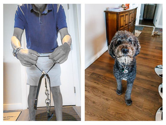 Man holds a gentle leader in front of a black golden doodle dog anticipating a walk.