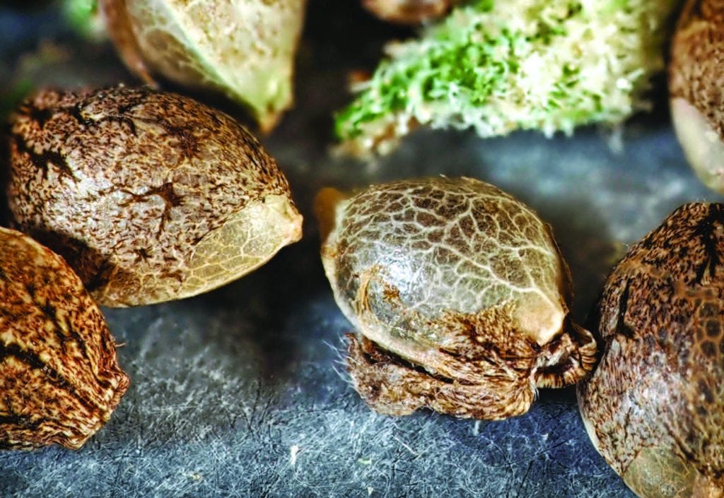 Red Shell Seeds Can you judge a seed by its shell?