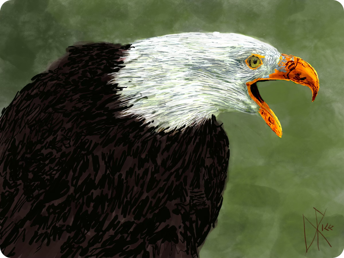 A bald eagle, making its shrill whistling vocalization. Sketch art by Don Rice. A bald eagle, making its shrill whistling vocalization. Sketch art by Don Rice.