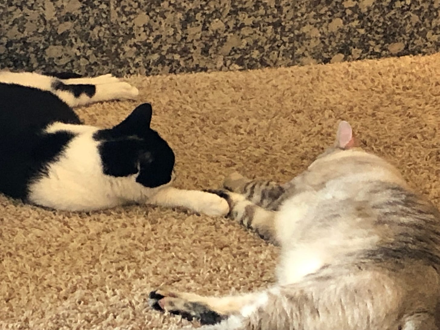Suzette and Snowy touching base