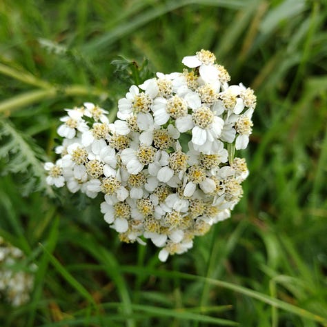 White flowers and details spotted on a walk, yarrow, bramble flowers, the white back of a poplar leaf