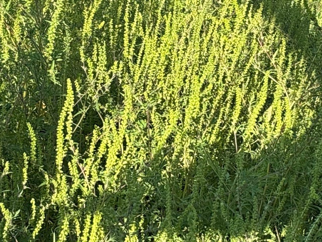 looking down from the  tractor on ragweed 