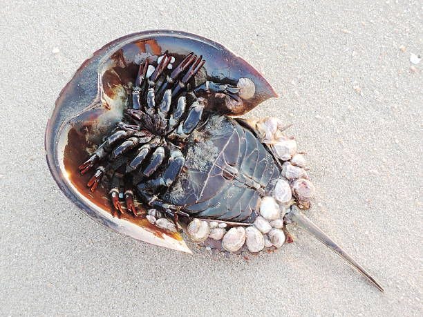 Horseshoe Crab Closeup Horseshoe Crab horse shoe crab stock pictures, royalty-free photos & images