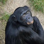 Primatology.net