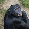 Primatology.net
