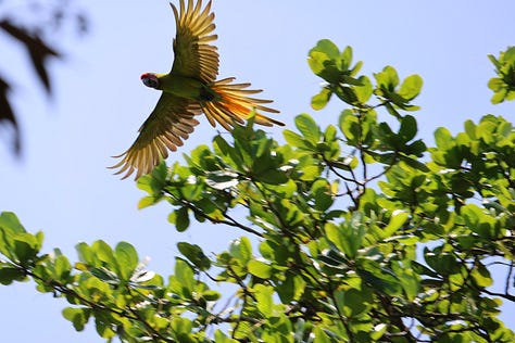 Top left an olive backed bird with yellow chest sits on a branch with heavy vegetation in the background. Top middle - a Great Green Macaw in flight with wings outspread agains a blue sky and amongst high vegetation. Top right. A black sand beach at sunset. The sky is pale pink and this is reflected in the breaking waves. The beach stretches into the distance. There are small figures about half way along the beach. Middle left - two people turn to each other and chat. They are seated at the front of a boat with a rain splashed window in front of them and twin Costa Rican flags in displayed in front of the captain. Both figures are shadowed and wearing peak caps. Middle - a close up of a Great Green Macaw on a branch in the middle of a tree. It's beak is wrapped around a twig and it is hanging onto a wider branch but leaning down slightly. Middle right. An emerald basilisk sits on a branch at the side of a river. It is facing towards the vegetation on the bank. Bottom left. A brown alligator slips into murky brown water from the side of a bank. Middle bottom. The author in a red canoe with paddle raised. She is smiling at the camera while on a lagoon with thick jungle vegetation in the background. Bottom right. Black sand beach with low clouds overhead. There are multiple small turtle tracks leading across the wide sand beach towards the water and a turtle body pit in the immediate foreground.