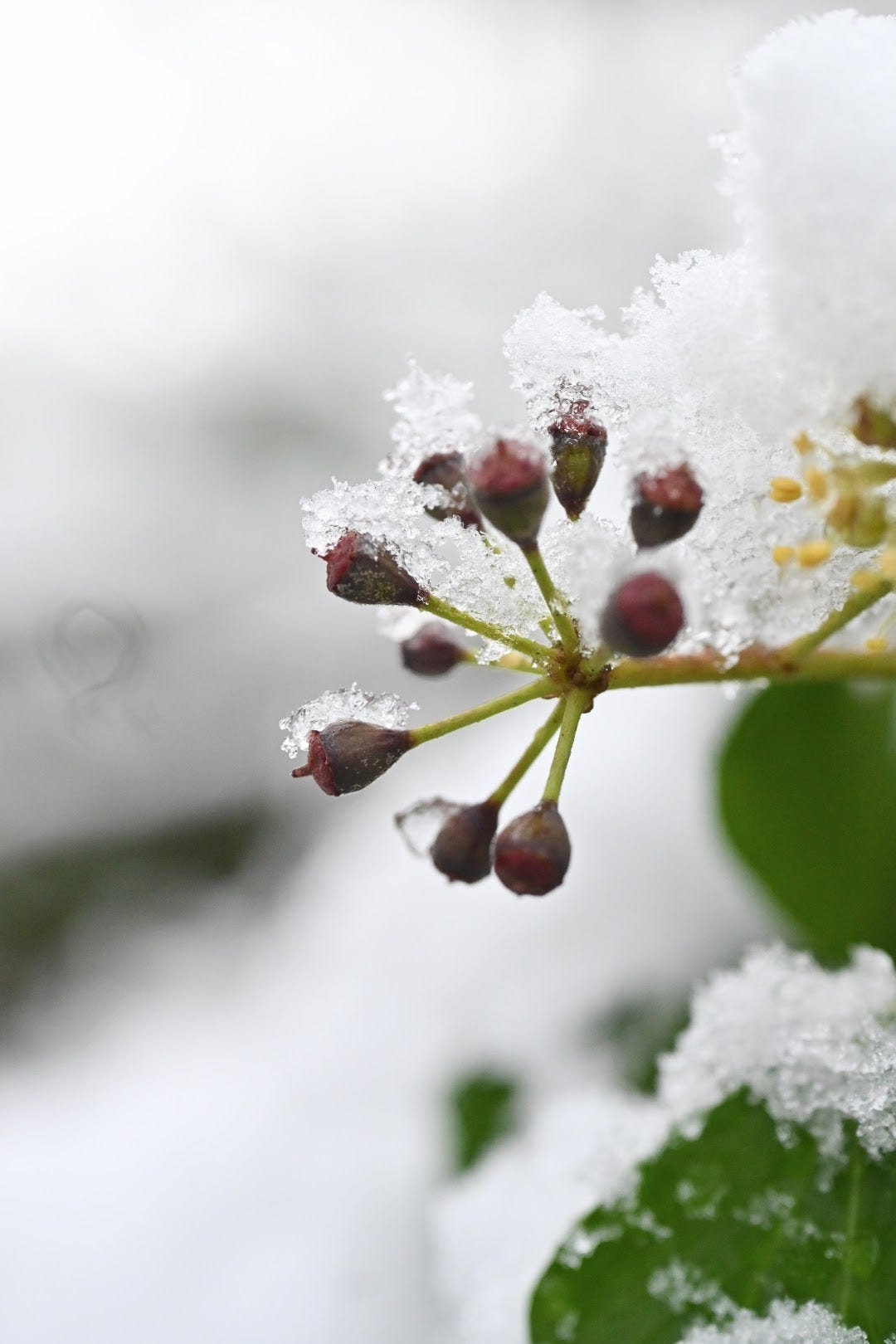 ivy berries forming under snow
