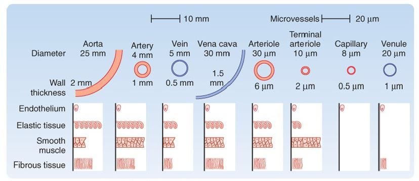 Difference between Arteries and Veins