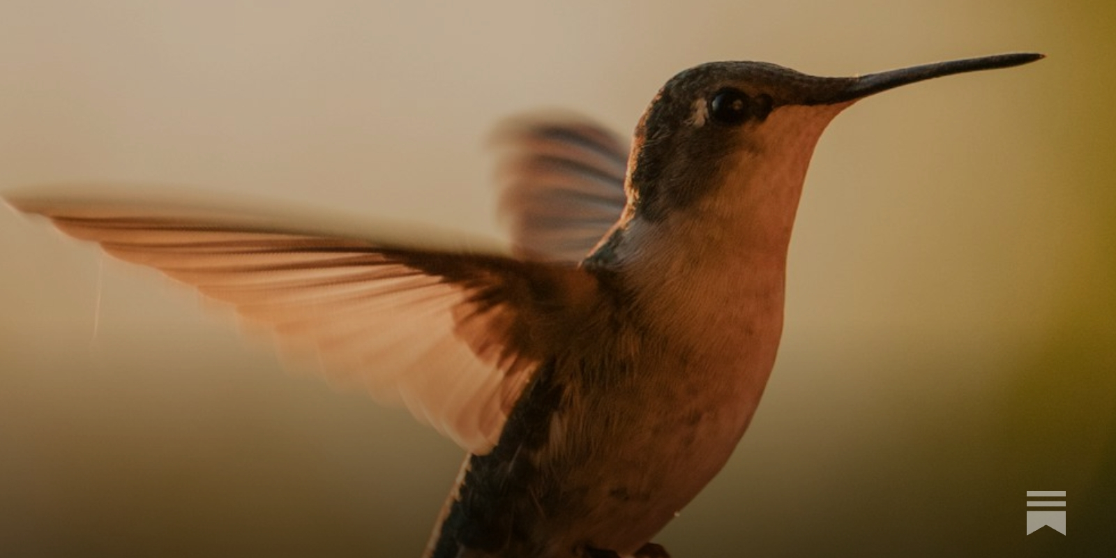 What Adaptations Help a Bird Fly: Essential Traits Explained