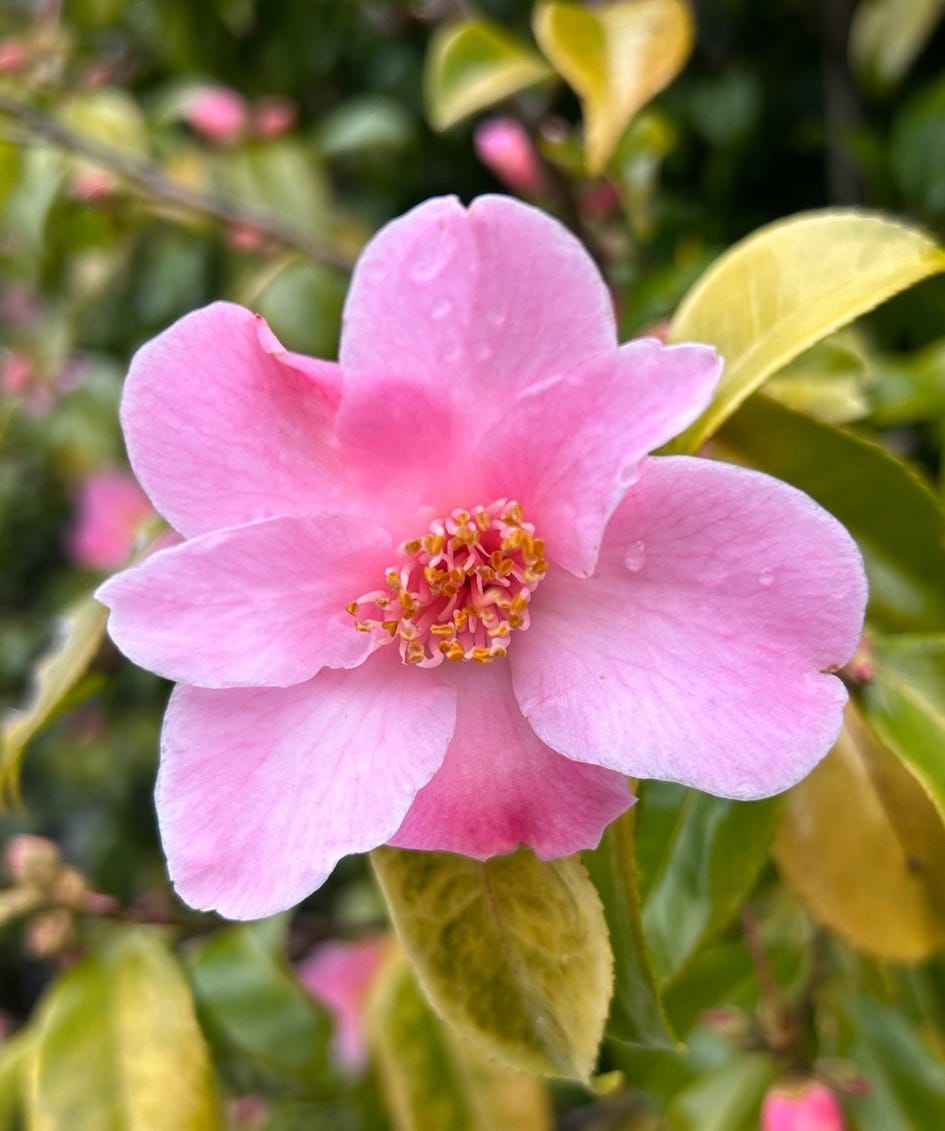 A pink flower on a plant

Description automatically generated