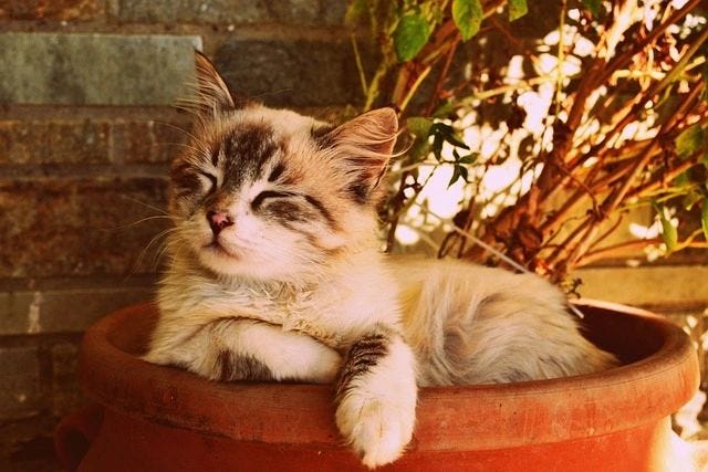 Cats can teach us how to be more grounded, spiritual beings. 
