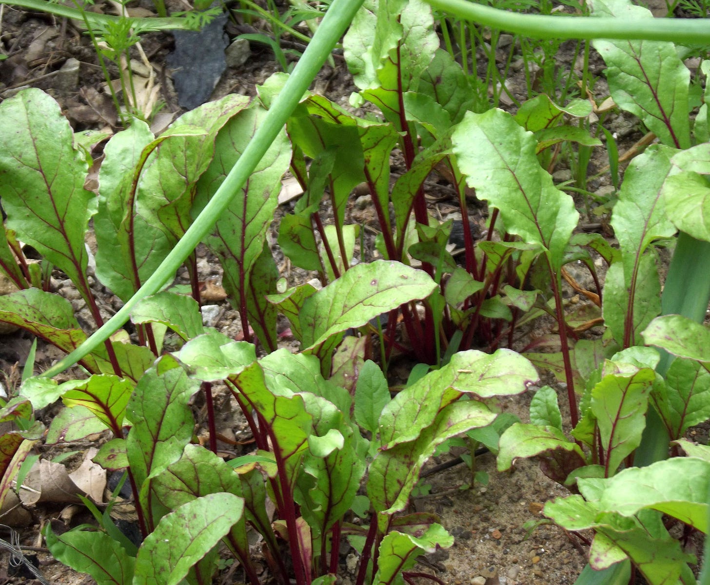 Beet Seedlings