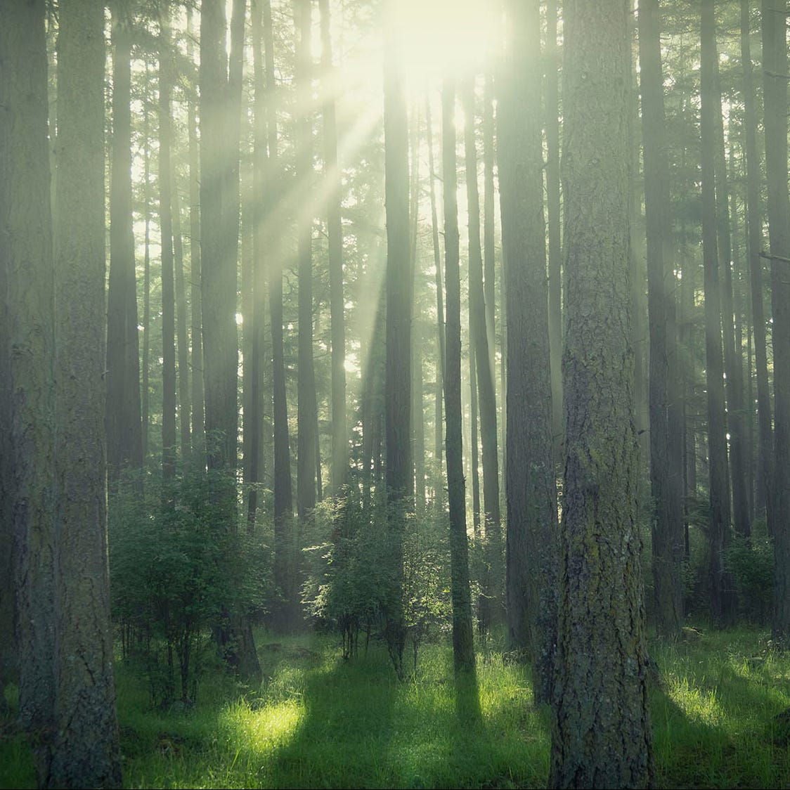 RadFemBiophilia’s Newsletter