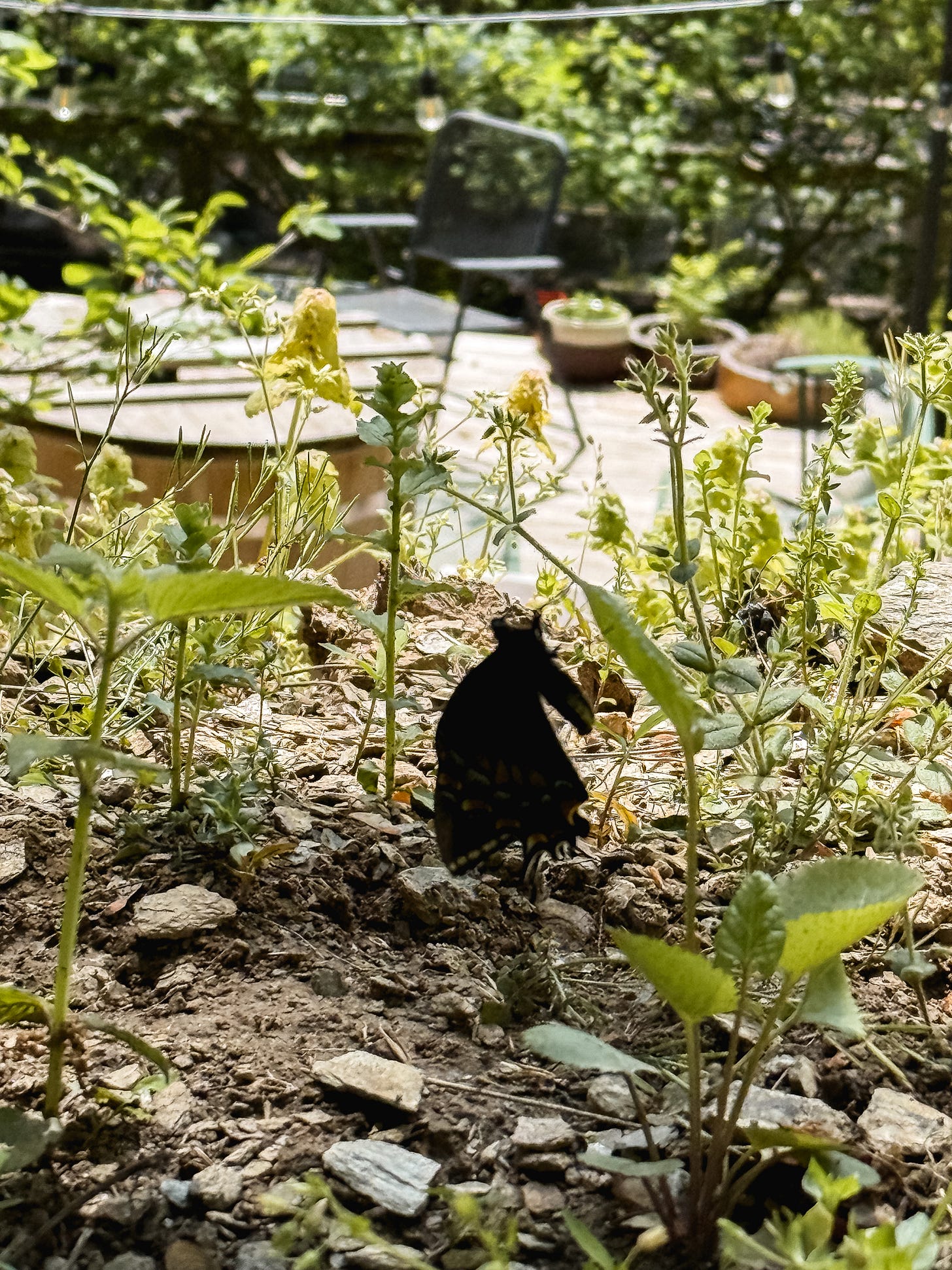 Butterfly trying to fly and chipmunk home with a shadow