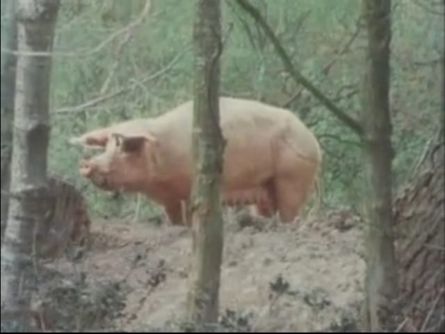 Large pig on a mound of earth in woods Large pig on a mound of earth in woods