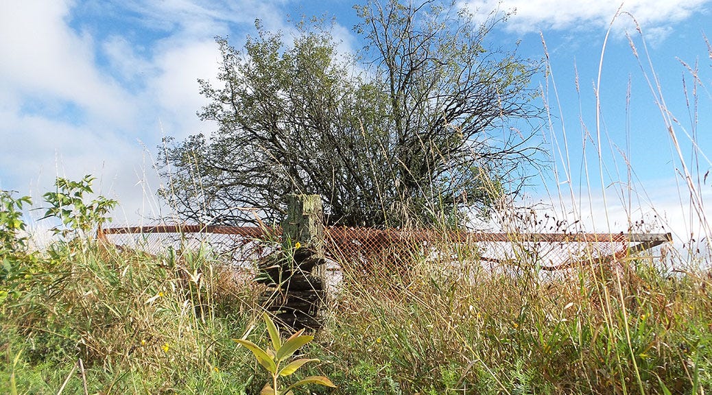 This tree south of Tanger Outlets led archeologists to a 19th century farm site. Photo by Glen Gower / September 2015