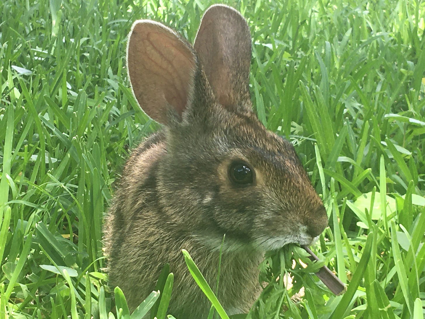Brown cottontail rabbit nibbling on greenery