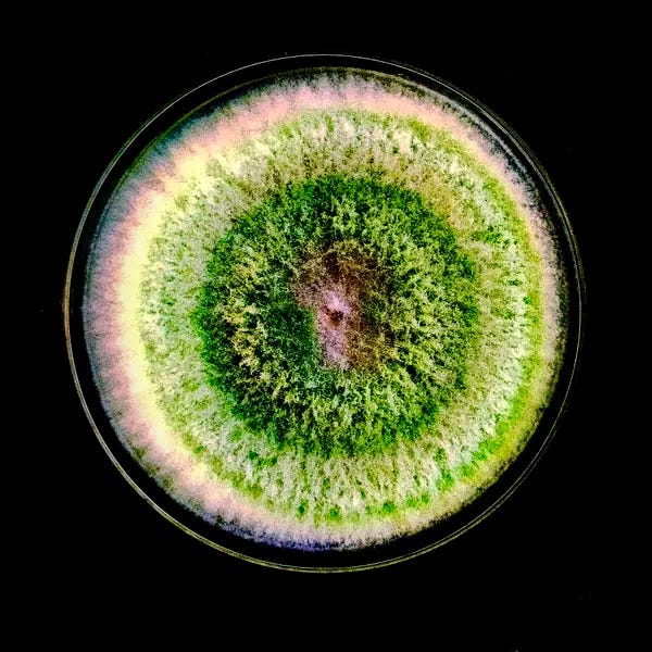 Close up of fungi. Rings of vivid color overlap with one another. The effect is one of an entire world within a single being. Close up of fungi. Rings of vivid color overlap with one another. The effect is one of an entire world within a single being.