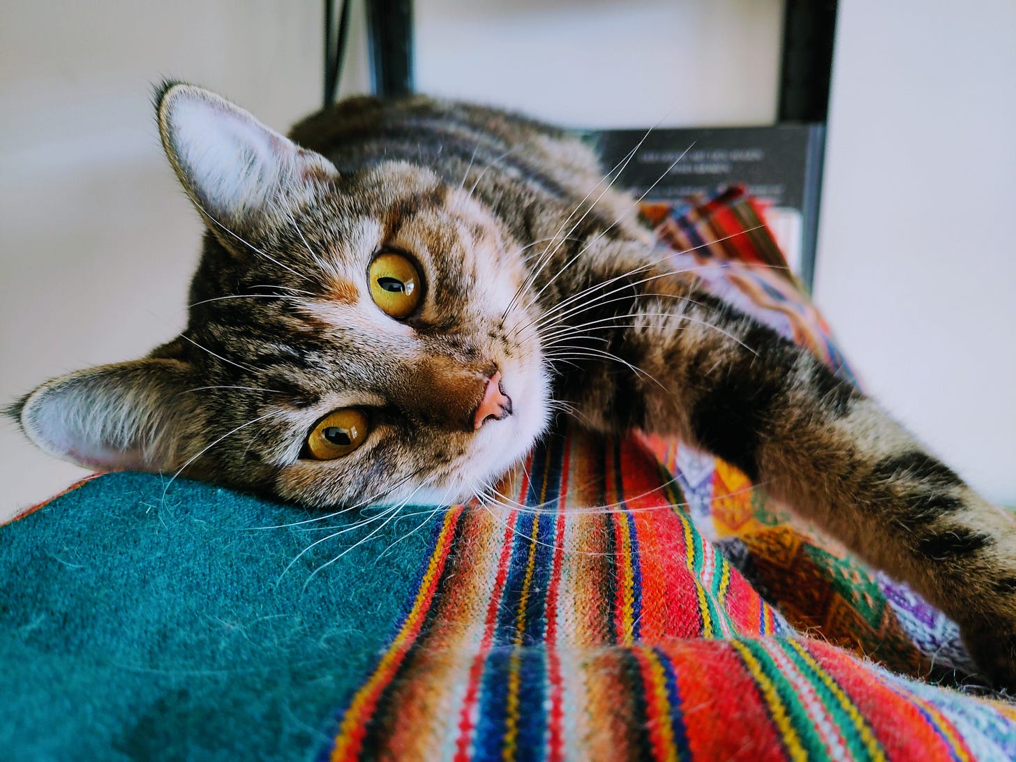 The photo shows Luna, my calico cat, lying on a colorful blanket on my bookshelp. She looks right into the camera.