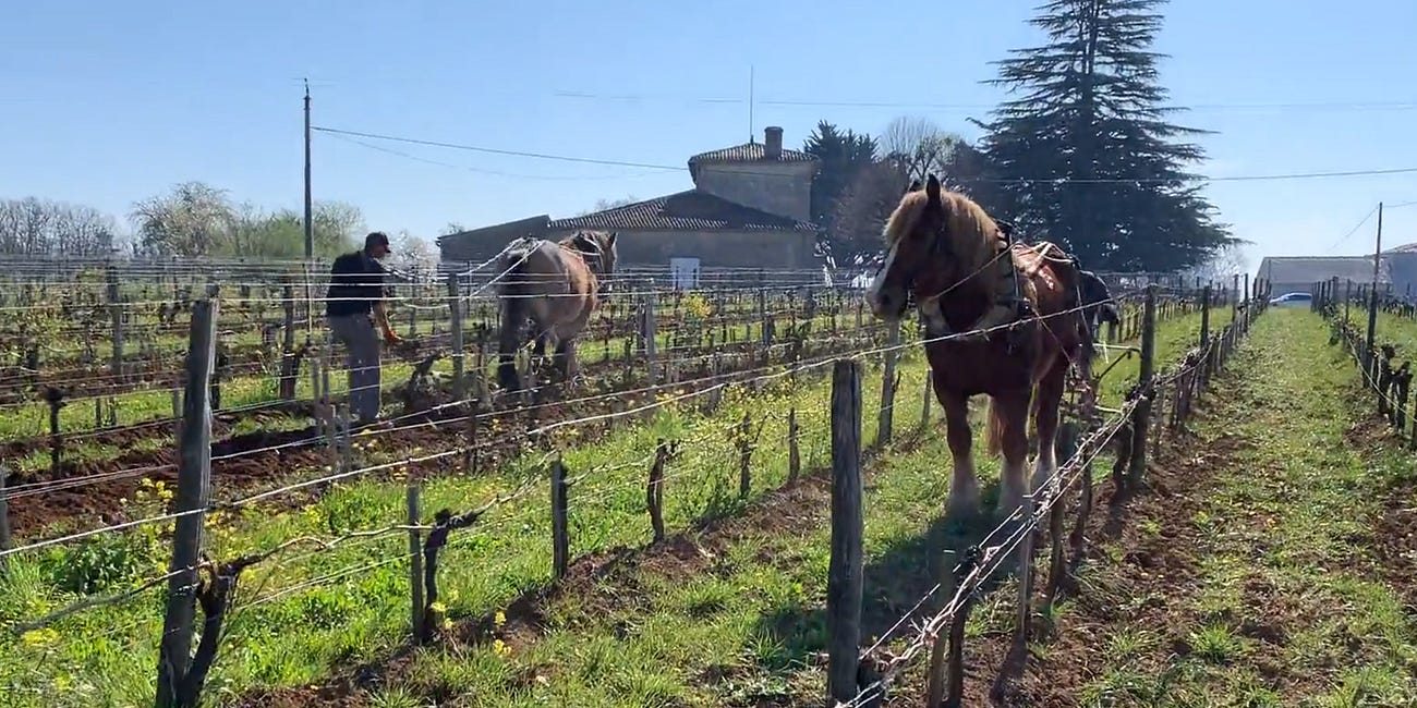 The Truth About Vegan Wine