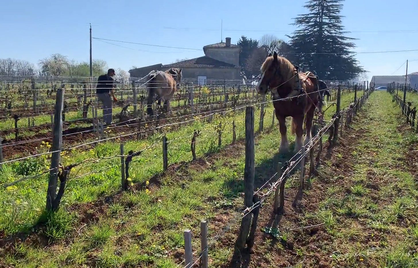 A still from a video showing horses ploughing in between the vines at Le Puy, Bordeaux